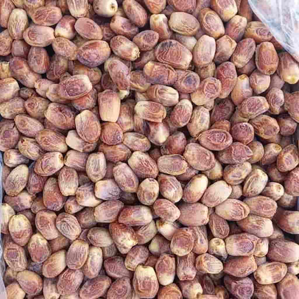 خرما زاهدی قیروکارزین با مرغوبیت بالا و ماندگاری مناسب